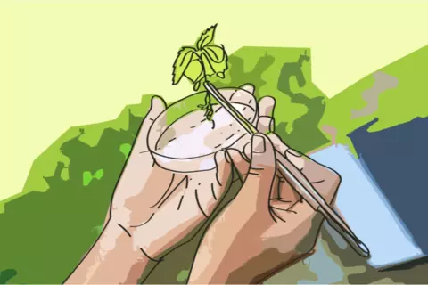 Plant in a petri dish