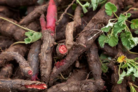 Pelargonium sidoides root (chopped)